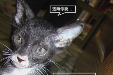 站長不在家。看門貓撒野 Day 6